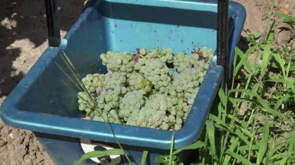 Белый виноград кладут в корзину — стоковое видео