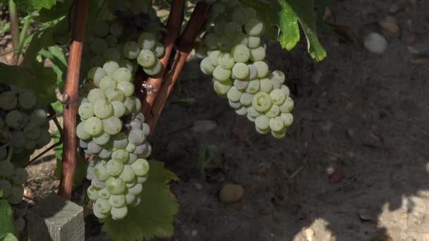 Sauvignon grape at perfect ripeness — Stock Video