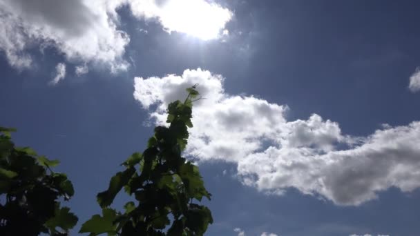 September solen leken med molnen — Stockvideo