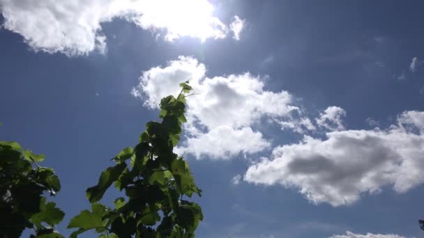 Cumulo nubi time-lapse contro il cielo blu brillante — Video Stock