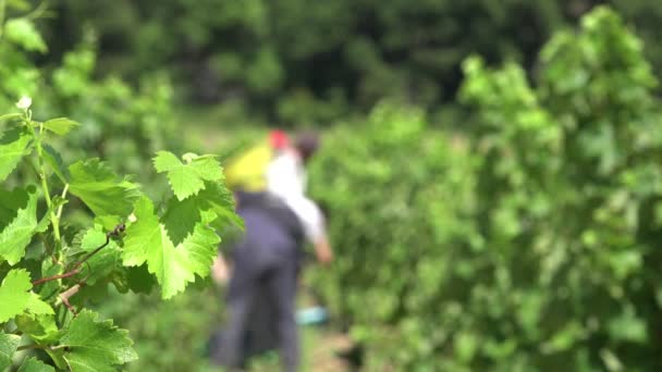 Cosecha manual para seleccionar y proteger mejor las frutas — Vídeo de stock