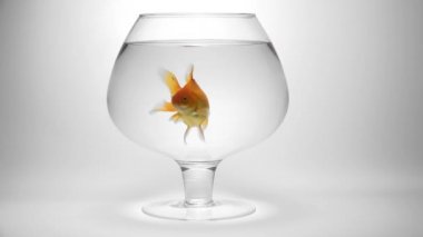 bir akvaryum içinde yüzme goldfish