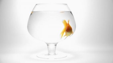 bir akvaryum içinde yüzme goldfish