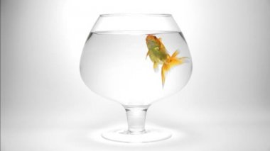 bir akvaryumda bir baloncuk yapmak goldfish