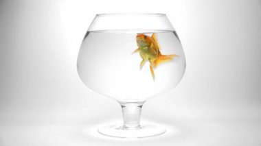 Japon balığı akvaryum içinde bir hava almaya