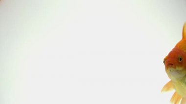 Yüzme goldfish yakın çekim