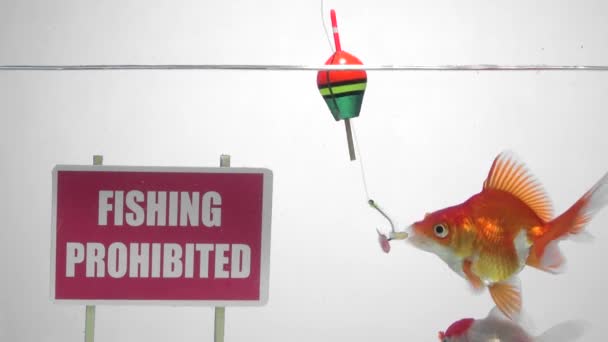 Goldfish comer isca na frente de um painel Pesca proibida — Vídeo de Stock