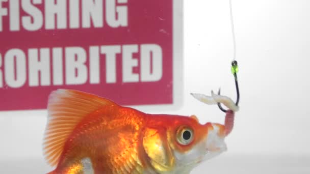 Goldfish comer isca na frente de um painel Pesca proibida — Vídeo de Stock