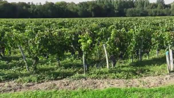 Viajando ao longo das vinhas de Bordéus-Pomerol — Vídeo de Stock