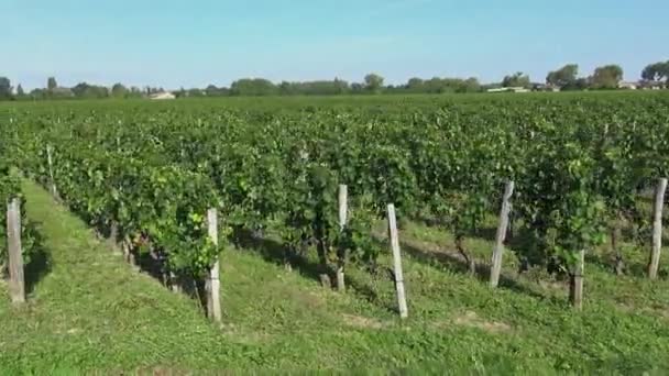 Reizen langs de wijngaarden van Bordeaux-Pomerol — Stockvideo