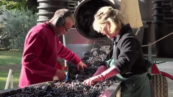 Tri manuel des raisins rouges — Video