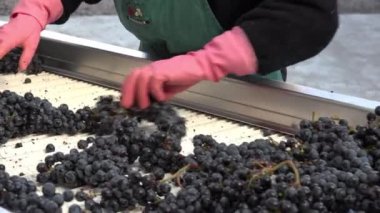 kırmızı üzüm el ile sıralama