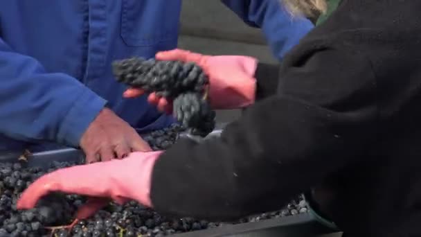 Clasificación manual de uvas rojas — Vídeo de stock