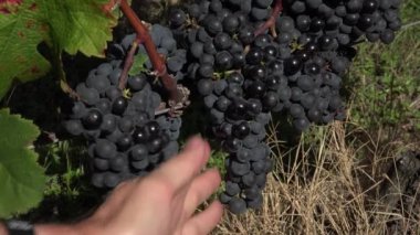 Mükemmel kemâl, kırmızı üzüm