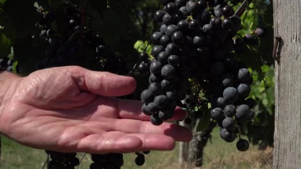 Red grape at perfect ripeness — Stock Video