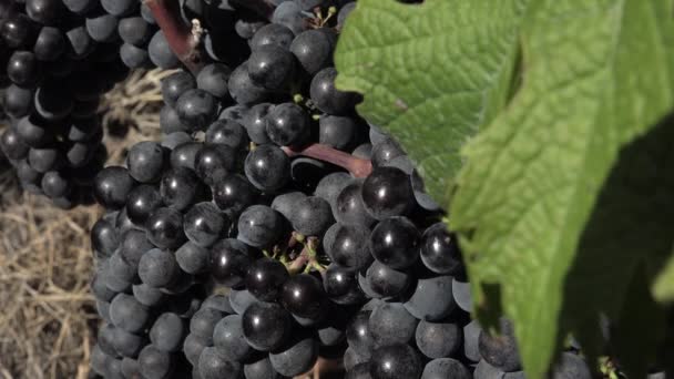 Červené hroznové víno v dokonalé zralosti — Stock video