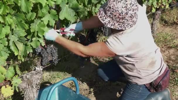 La vendimia de uvas, una por una, utilizando una tijera — Vídeo de stock
