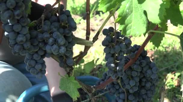 Harvesting of grapes one by one using a secateur — Stock Video