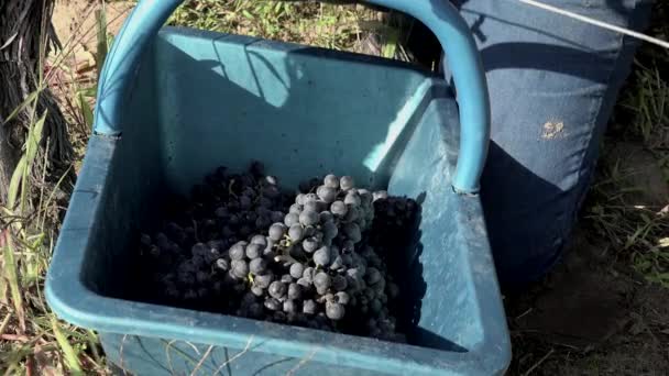 Las uvas se depositan en una cesta — Vídeos de Stock