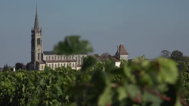 Померол в винограднике Бордо — стоковое видео