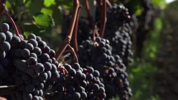 Red grapes ready to be harvested — Stock Video