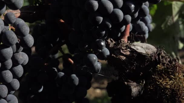 Red grapes ready to be harvested — Stock Video