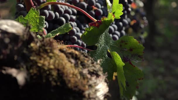 Gamla vinstockar och röda druvor redo att skördas — Stockvideo