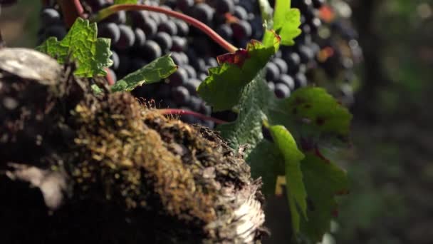Старые виноградные лозы и красный виноград готовы к сбору — стоковое видео