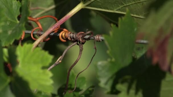 Perto sobre os aglomerados de tendrils — Vídeo de Stock