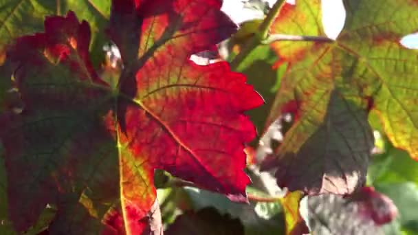 Vinblad i höstfärger — Stockvideo