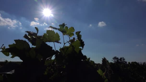 Oktober solen bakom vinstockar — Stockvideo