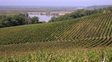 Bağ hills Garonne kıyısında