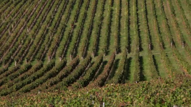 Wijngaard heuvels aan de oever van de Garonne — Stockvideo