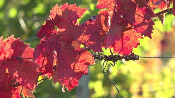 Folhas de videira, vermelhas no final de outubro — Vídeo de Stock