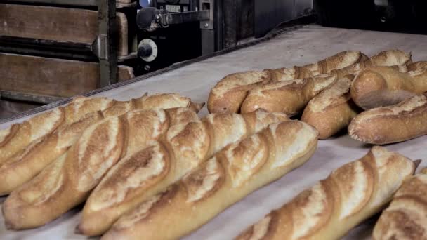 Producción de pan francés cocido — Vídeo de stock