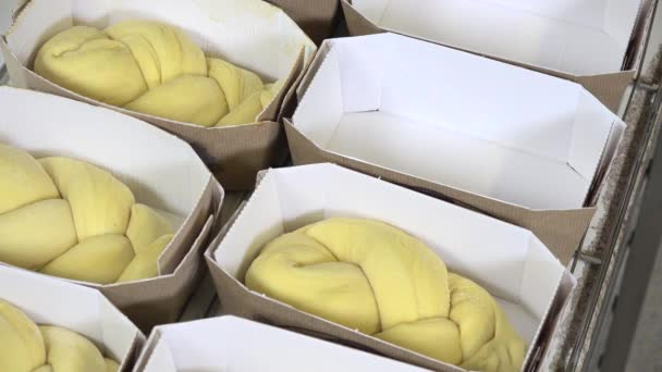 Braiding brioche dough portions — Stock Video