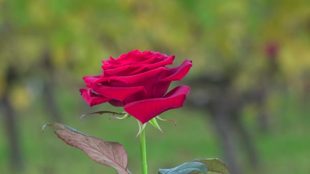 Rosa roja sobre fondo de viñedos — Vídeos de Stock