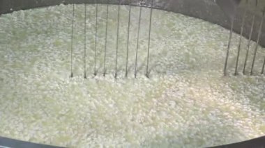 Gouda peyniri çiğ sütten yapma