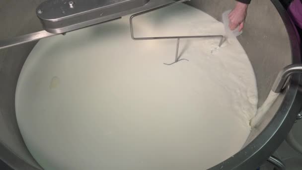 Goudse kaas maken van rauwe melk — Stockvideo