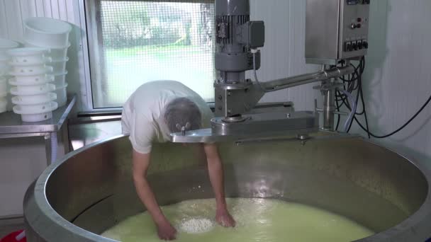 Goudse kaas maken van rauwe melk — Stockvideo