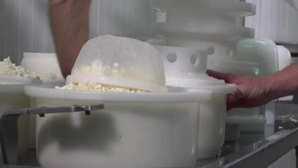 Queijo Gouda fabricado a partir de leite cru — Vídeo de Stock