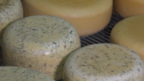 Palle di formaggio in camera di invecchiamento — Video Stock