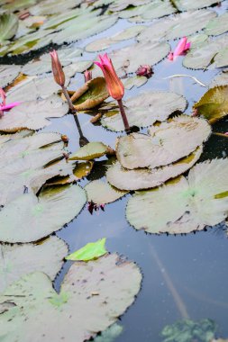 pembe lotus çiçek bitki