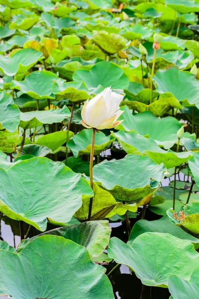 Plantas de flor de loto blanco —  Fotos de Stock