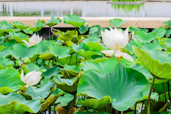 白い蓮の花植物 — ストック写真