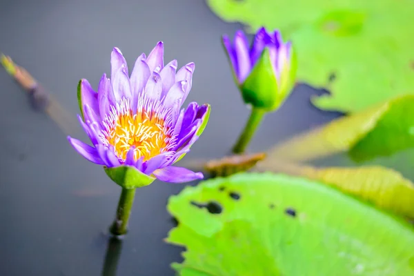 紫の蓮の花植物 — ストック写真