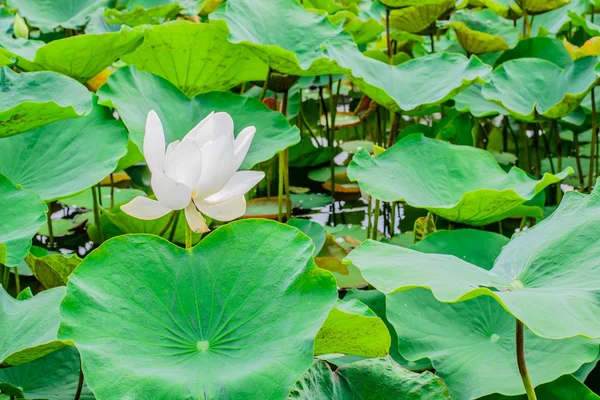 White lotus flower plants — Stock Photo, Image