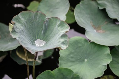 Nilüfer yaprağına su damlası