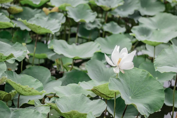 Plantas de flor de loto blanco —  Fotos de Stock
