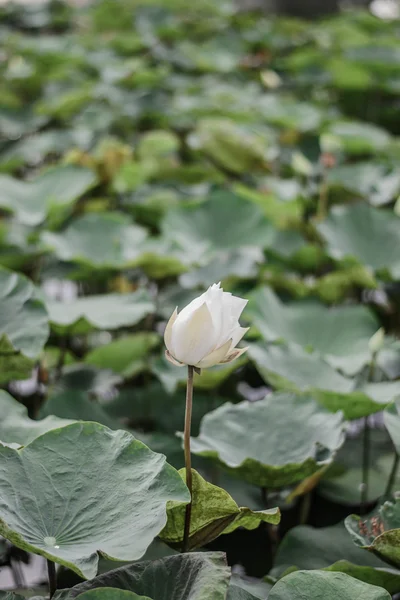 Plantas de flor de loto blanco —  Fotos de Stock